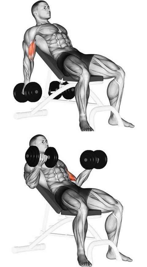 incline biceps curl