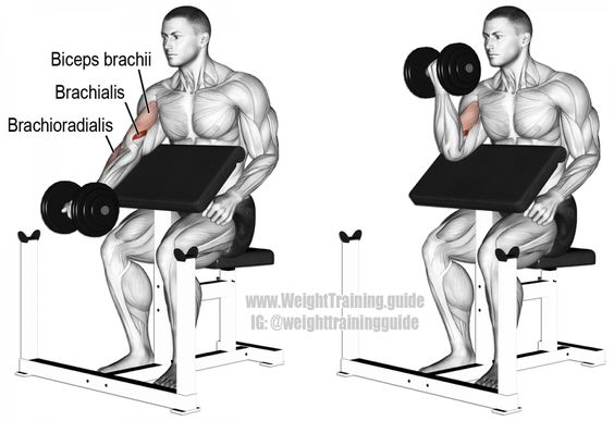 preacher curl