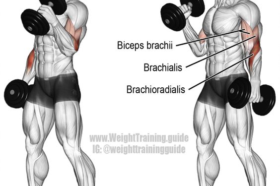 standing hammer curl